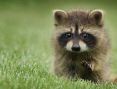 世俱杯奖金-双城记，当浙江队以铁血收割强敌，伦纳德在欧冠赛场奏响个人英雄主义狂想曲