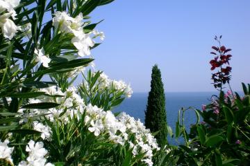 世俱杯-篮球场上的极速风暴，英格拉姆犹如F1赛道传奇，率领开拓者完胜尼克斯