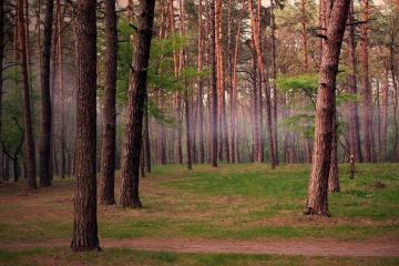 世俱杯直播-贝恩里程碑之夜遭森林狼火力覆盖，团队篮球的胜利与孤胆英雄的叹息