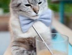 世俱杯赛程-切特爆砍35分，利拉德死亡三分！雄鹿惊魂逆转猛龙