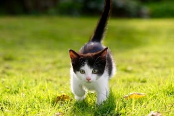 世俱杯赛程-阿劳霍的救赎之战，佛罗伦萨力克拜仁，乌拉圭铁卫重获新生