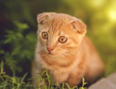 世俱杯时间-狼群撕咬与三分雨，现代篮球的攻防哲学启示