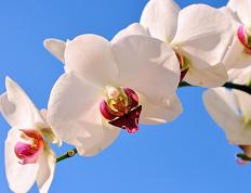 世俱杯时间-死亡三分线外一步，杜兰特化身静默死神