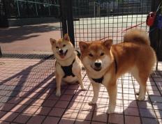 世俱杯赛程-速度与激情，F1新赛季启程与阿尔及利亚足球大捷的交响