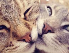 世俱杯时间-跨界风暴，公牛淘汰国王，恩比德在意甲焦点战接管比赛