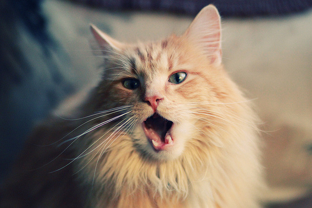 世俱杯分组-浓眉杀器撕裂防线,教科书级表现诠释现代内线终极形态