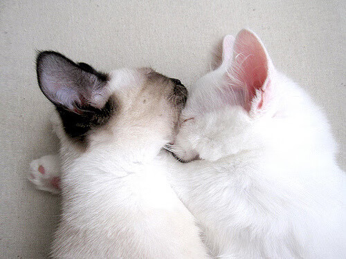 世俱杯-爆冷！雄鹿决胜局带走掘金，36岁保罗成为关键先生