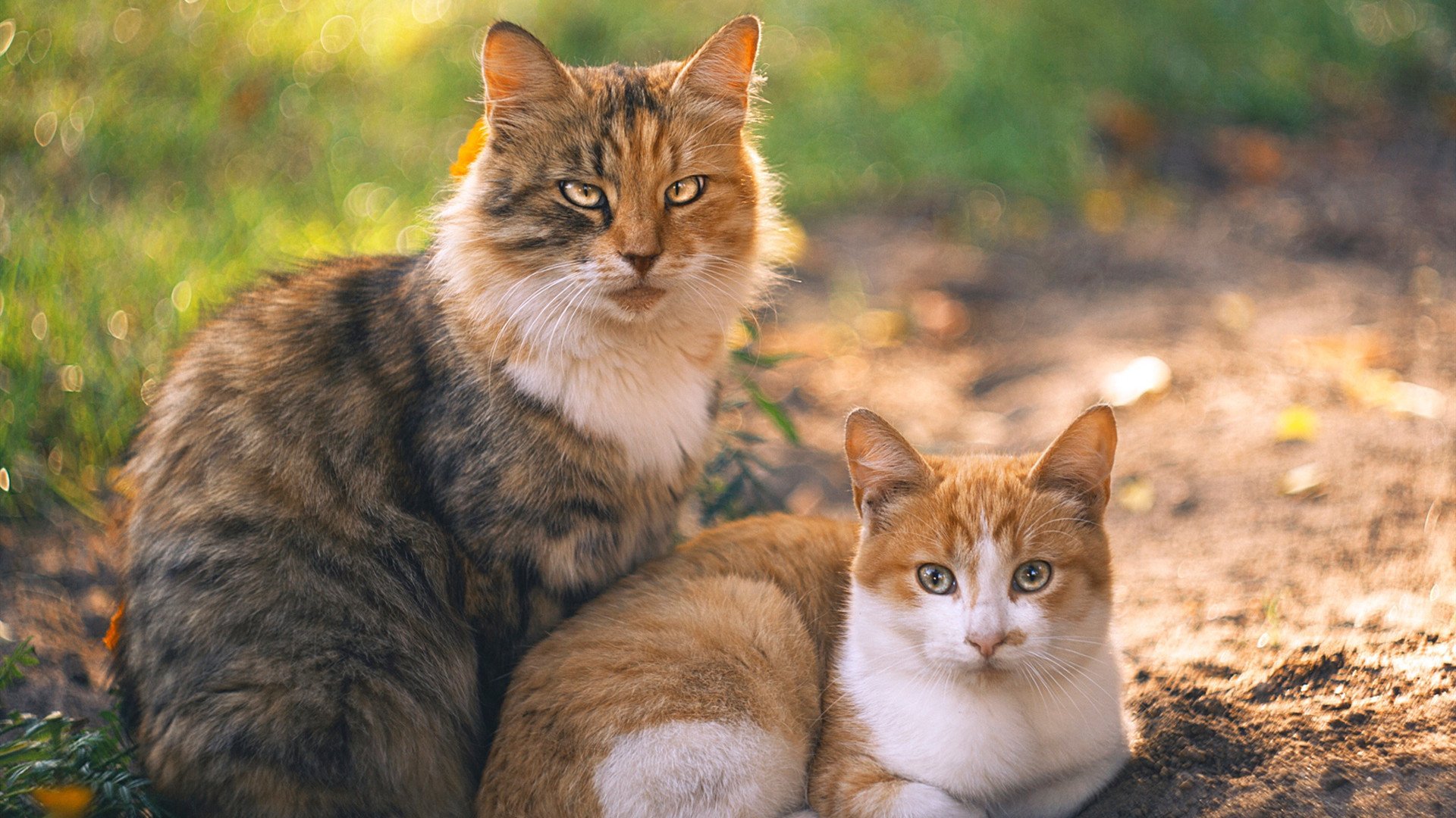 世俱杯-F1新赛季揭幕战焦点战,北京队力克上海队,开启中国赛车新篇章