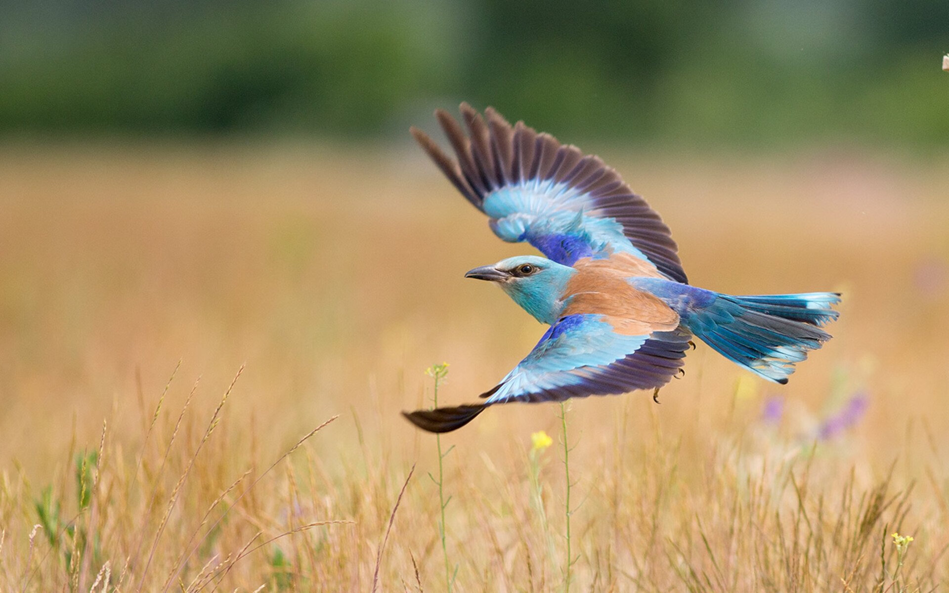世俱杯时间-年度焦点之战,秘鲁3-1踏平阿尔及利亚,高原雄鹰展翅撕裂沙漠之狐