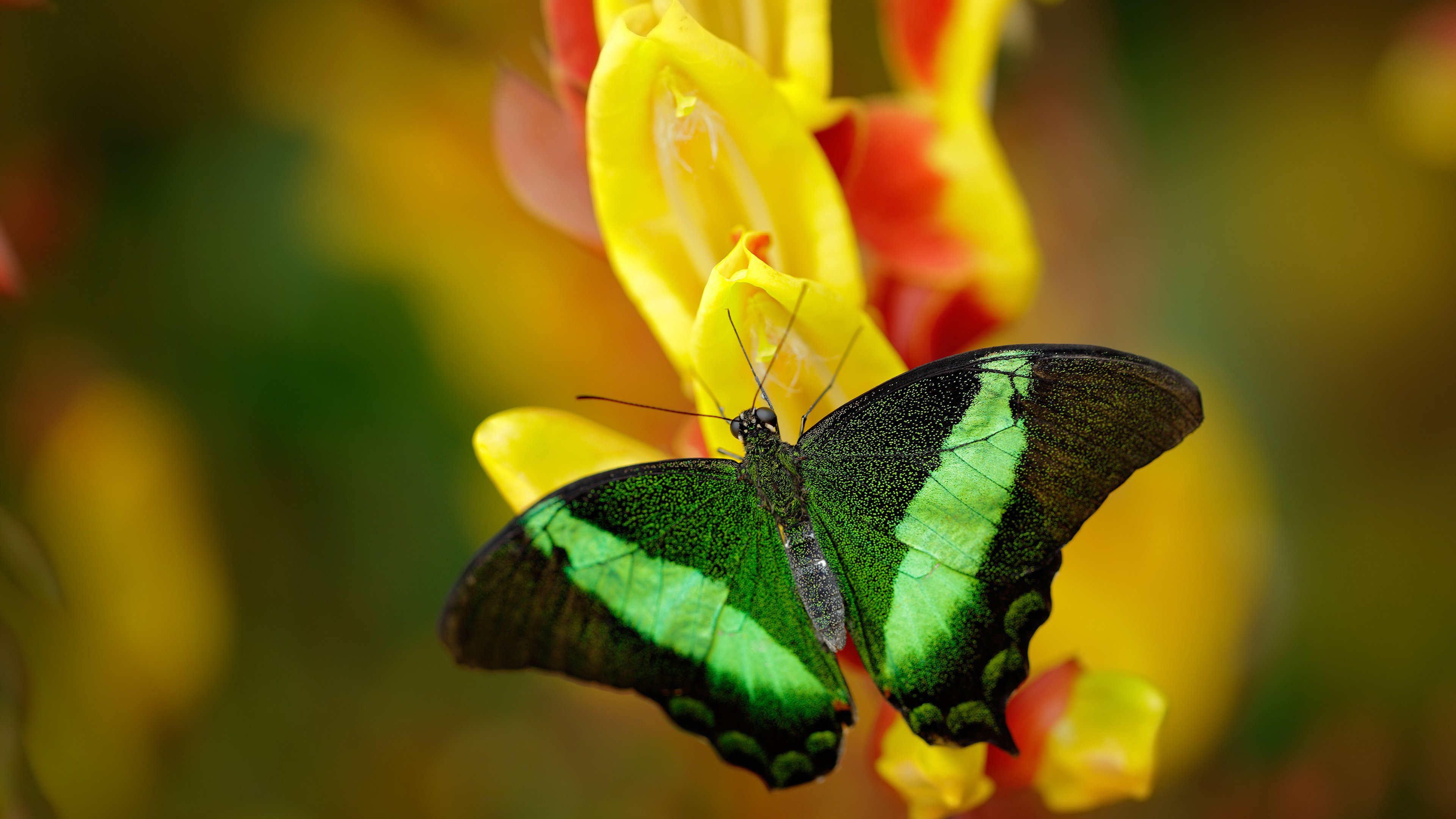 世俱杯参赛资格-红龙破云，威尔士稳健绞杀高原雄鹰，美加墨首战定乾坤