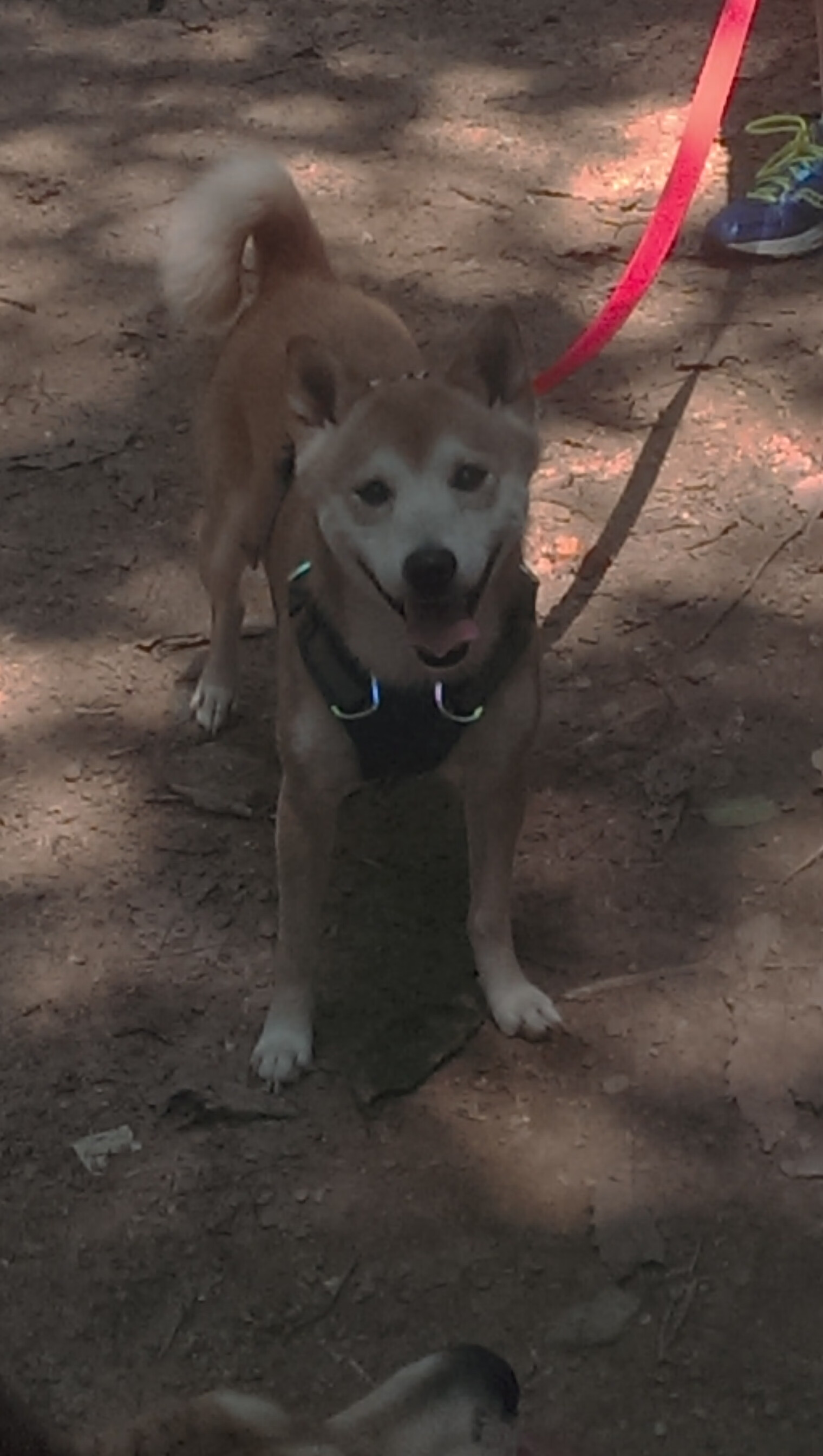 世俱杯2025-东契奇压制级发挥引领风暴，爵士主场正面击溃魔术迎关键胜利