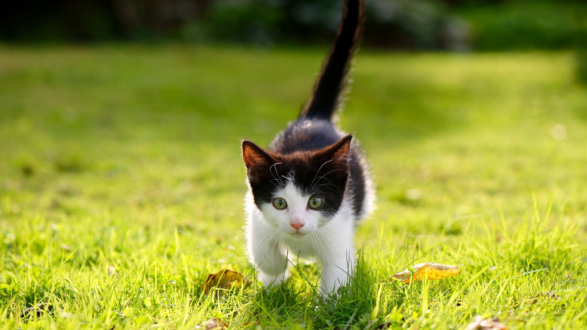 世俱杯赛程-阿劳霍的救赎之战，佛罗伦萨力克拜仁，乌拉圭铁卫重获新生