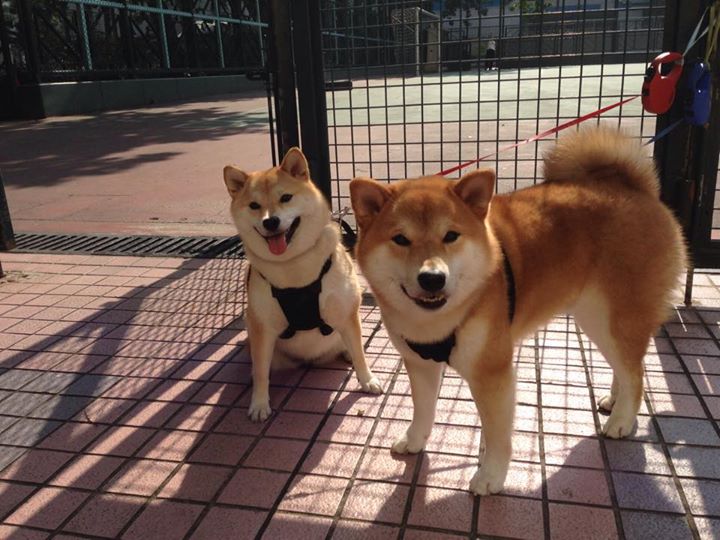 世俱杯赛程-速度与激情,F1新赛季启程与阿尔及利亚足球大捷的交响