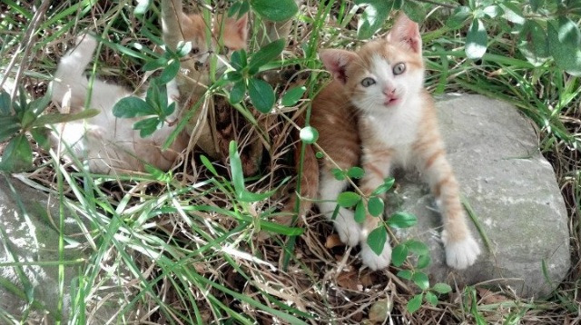 世俱杯直播-高光与团队，詹姆斯宝刀未老，掘金提前终结悬念公牛
