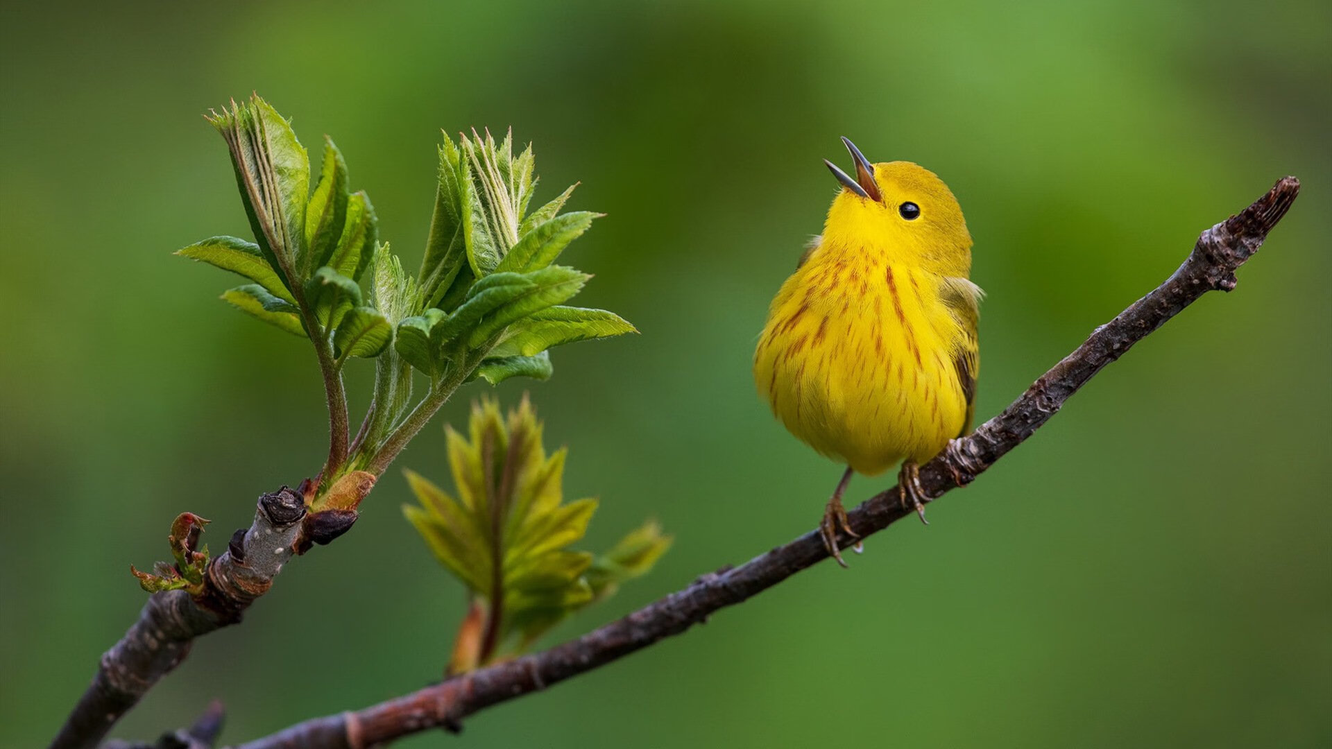 世俱杯赛程-最后一秒罚球线,当塔图姆在无声中击溃整座密尔沃基