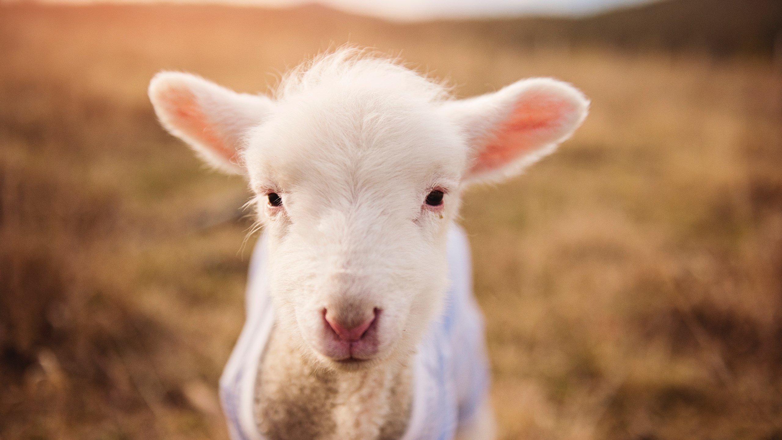 世俱杯-从南美风暴到英伦激战,秘鲁压制阿根廷的启示与英超争冠焦点战的悬念