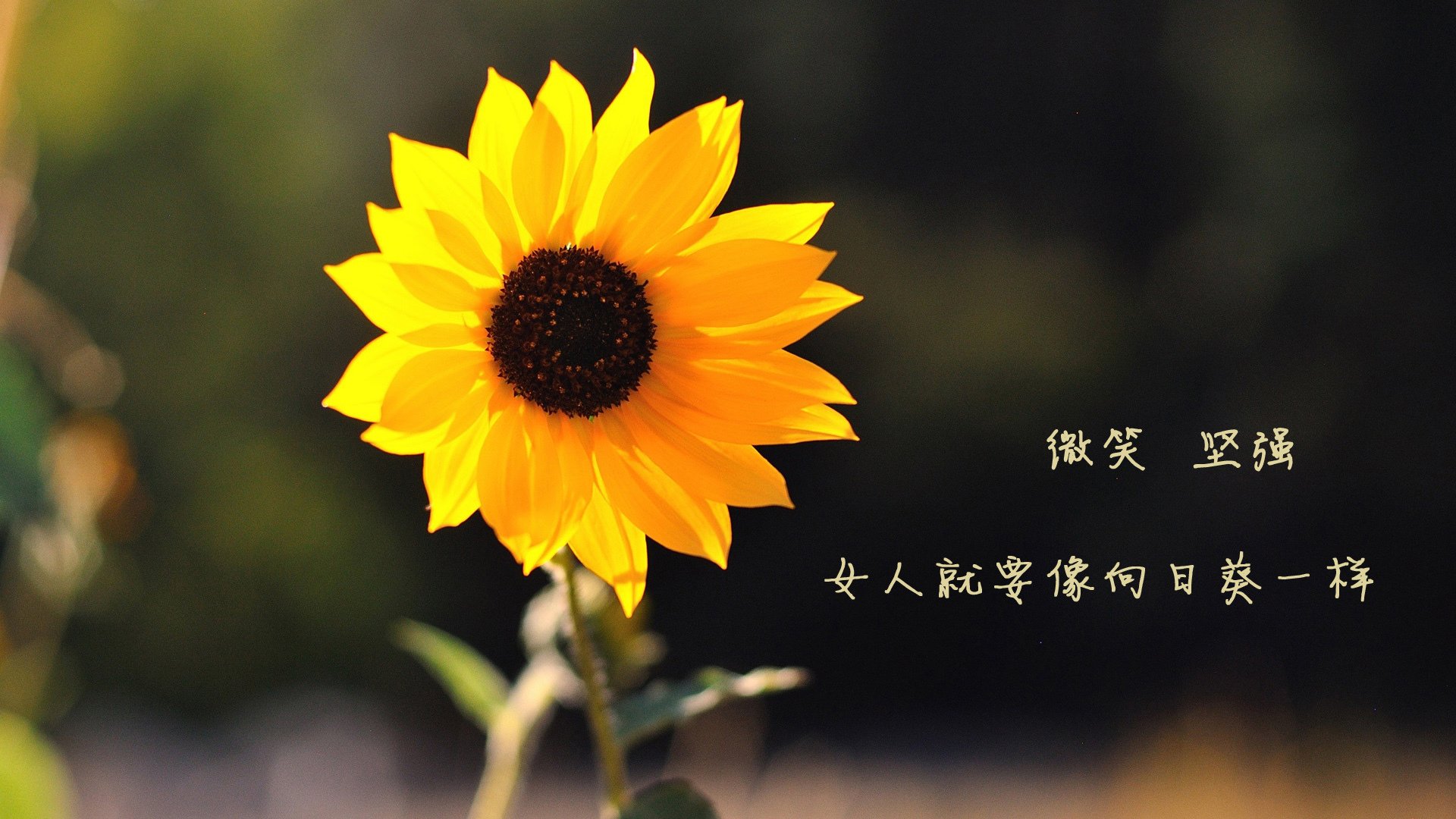 世俱杯赛程-惊魂伯纳乌,喀麦隆4-2力克西班牙,福登独造三球难救主